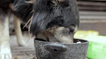 un gros chien affamé sur une chaîne près de la grange mange de la nourriture dans un bol. vue du bas. gros plan du museau. portrait rapproché d'un chien de garde sur une chaîne. journée ensoleillée à l'extérieur. video