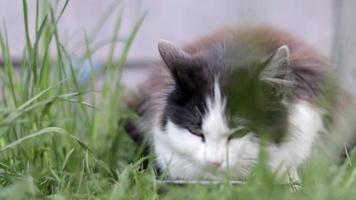 en gata herrelös katt äter liknande mat från en metall skål på de jord i de gräs, utomhus. de begrepp av vild herrelös djur levande på de gator. övergiven husdjur på grund av till de krig i ukraina 2022. video