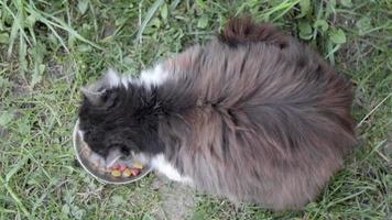 Eine streunende Straßenkatze frisst ähnliches Essen aus einer Metallschüssel auf dem Boden im Gras im Freien. das Konzept von wilden streunenden Tieren, die auf den Straßen leben. Ausgesetzte Haustiere wegen des Krieges in der Ukraine 2022. video