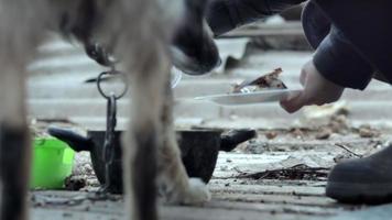 uma garota alimenta um cachorro de quintal sentado em uma corrente perto do celeiro. cachorro grande com fome come comida de uma tigela. vista de baixo. close-up do focinho. fechar o retrato de um cão de guarda em uma corrente. dia ensolarado ao ar livre. video