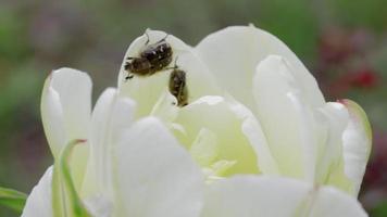 dos escarabajos se arrastran por el borde de los pétalos de un tulipán amarillo. imagen macro detallada de un insecto en una flor de tulipán amarillo, enfoque suave.