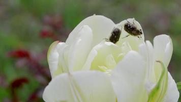 dois besouros rastejam ao longo da borda das pétalas de uma tulipa amarela. imagem macro detalhada de um inseto em uma flor de tulipa amarela, foco suave. video