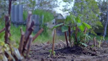 piccolo giovane cespuglio di lamponi nel terreno. concetto di giardinaggio. piantare piantine di lamponi in primavera. germoglio di un cespuglio di bacche alla luce del giorno in primavera. lamponi in crescita in una fattoria di frutta o in un giardino. video