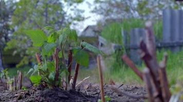 pequeño arbusto de frambuesa joven en el suelo. concepto de jardinería. plantar plántulas de frambuesa en primavera. brote de un arbusto de bayas a la luz del día en primavera. cultivar frambuesas en una granja o jardín de frutas. video