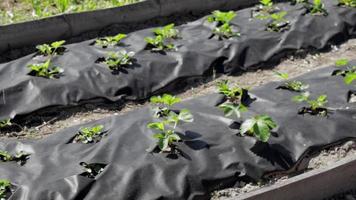 ordentliche lange Erdbeerbetten, die mit schwarzer Agrofaser bedeckt sind. eine grüne erdbeerpflanze in einem dunkelschwarzen spinnvliesloch im boden. Anwendung moderner Technologien für den Anbau von Erdbeeren. video