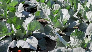 White fresh cabbage Aggressor grows in the beds. Close-up shot. Cabbage with spreading leaves ripens in the garden. Cultivation of cabbage. Cabbage hybrid for fresh use. video