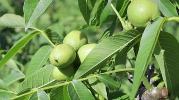 les jeunes noix vertes poussent sur un arbre. variété kocherzhenko en gros plan. le noyer pousse en attendant d'être récolté. fond de feuilles vertes. fruits à coque sur une branche d'arbre dans les rayons jaunes du soleil. video