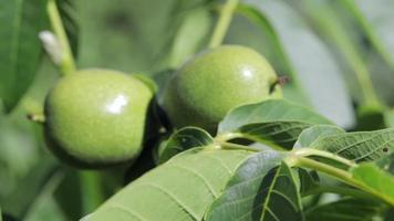 nueces jóvenes verdes crecen en un árbol. primer plano de variedad kocherzhenko. el nogal crece esperando ser cosechado. fondo de hojas verdes. frutas de nuez en una rama de árbol en los rayos amarillos del sol. video