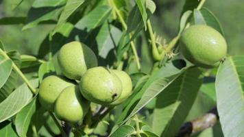 Green young walnuts grow on a tree. Variety Kocherzhenko close-up. The walnut tree grows waiting to be harvested. Green leaves background. Nut fruits on a tree branch in the yellow rays of the sun. video