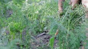 wortels Gaan naar de pijl, de pijlen van de wortel. een vrouw tuinman trekt een slecht oogst van de bodem in de tuin. wortel variëteiten vooroverliggend naar vastschroeven ten gevolge naar arm kwaliteit zaden of ten gevolge naar spanning. video