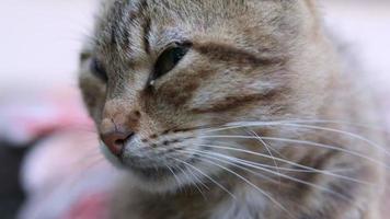 retrato de close-up de um gato sério com olhos verdes. gato curioso olha ao ar livre, close-up. engraçado lindo gato posando para a câmera. conceito de amor animal. uma leve brisa agita um bigode de lã. video