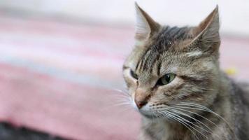 Nahaufnahmeporträt einer ernsthaften Katze mit grünen Augen. Neugierige Katze schaut sich im Freien um, Nahaufnahme. lustige schöne katze, die für die kamera aufwirft. Tierliebeskonzept. eine leichte Brise bewegt einen wollenen Schnurrbart. video