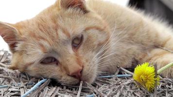 Nahaufnahme einer roten Hauskatze, die an einem warmen Sommertag friedlich im Heu ruht. Eine lustige orange gestreifte Katze sonnt sich in der Sonne. ein süßes haustier sonnt sich unter der frühlingssonne auf trockenem gras. Platz kopieren. video