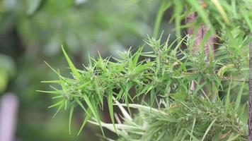 les agriculteurs s'occupent des plantes de cannabis en fleurs, des fleurs de cannabis, des plantes de cannabis médicinales, des herbes de cannabis, du ralenti. video