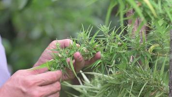 los agricultores cuidan las plantas de cannabis en flor, las flores de cannabis, las plantas de cannabis medicinal, las hierbas de cannabis, la cámara lenta. video