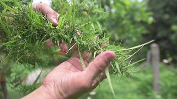 Landwirte kümmern sich um blühende Cannabispflanzen, Cannabisblüten, medizinische Cannabispflanzen, Cannabiskräuter, Zeitlupe. video