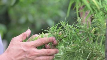 los agricultores cuidan las plantas de cannabis en flor, las flores de cannabis, las plantas de cannabis medicinal, las hierbas de cannabis, la cámara lenta. video