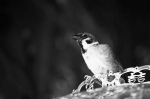 A black and white picture of a sparrow perched on objects in nature. photo