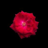 Red flower isolated on the black background and texture. photo