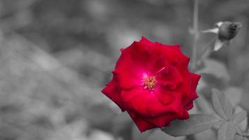 rosa roja aislada sobre fondo gris y textura. foto