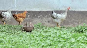 polli in fattoria, concetto di pollame. pollo bianco sfuso all'aperto. uccello divertente in una fattoria biologica. uccelli domestici in una fattoria all'aperto. allevare polli. camminare nel cortile. industria agricola. video