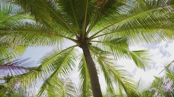palmeras de coco vista superior inferior sol brillando a través del cielo verano soleado. video