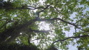 giungla alberi sole travi attraverso primavera foresta. video