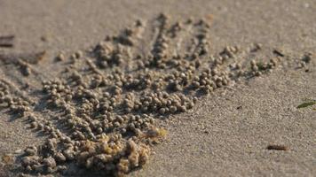 scopimera globosa, crabe barboteur de sable ou barboteur de sable vivent sur la plage de nai yang sur l'île tropicale de phuket. ils se nourrissent en filtrant le sable à travers leurs pièces buccales, laissant derrière eux des boules de sable. video