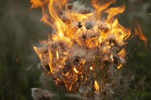Burning of plant. Dry plant on fire. Harm to nature. photo