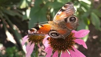 skön fjäril påfågel öga på blomma. sommar. mobil video