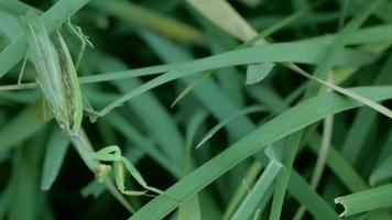 insect bidden bidsprinkhaan beweegt in de gras video