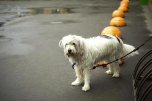 Dog is tied up in parking lot. Pet with white hair. photo