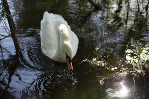 White swan in water. Waterbird on lake. White swan feathers. photo