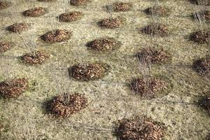 Seedlings in ground. Planting trees in park. photo
