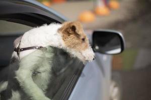 Dog looks out of car window. Small breed dog in transport. photo