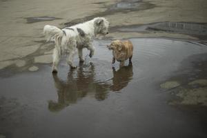 los perros juegan afuera. dos perros son amigos. los animales corren sobre el asfalto. foto