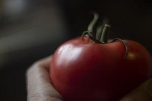 Red tomato. Fresh vegetable. Garden plant in hand. Ripe fruit in light from window. photo