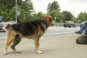 Dog on road. Stray animal on street. Dog's walk. photo