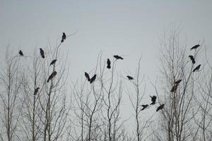 pájaros en el árbol. un montón de pájaros negros. árboles desnudos. foto