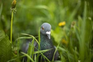 Pigeon in green grass. Purebred pigeon. City bird. photo