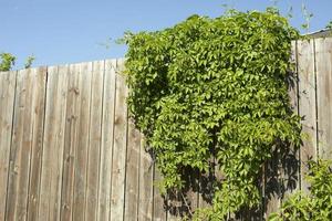 valla de madera con planta verde. cobertura con rencor. detalles del campo. foto