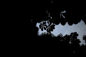 Silhouette of chestnut leaves in evening. Dark leaves. Plant shadows. photo