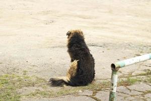 Stray dog on street. Pet in town. photo