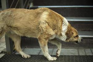 perro enojado. perro callejero rechina los dientes. animal agresivo. preparándose para el ataque. foto