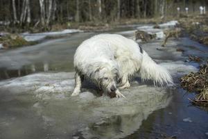 Dog in spring. Pet is looking for trail Animal in forest. photo