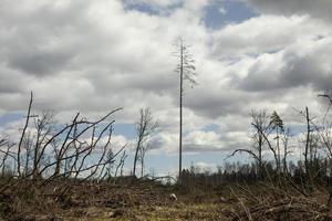 Natural landscape. Wooded area. photo