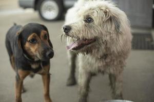 dos perros juegan afuera. pelea de perros mascotas divertidas. foto