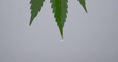 falling drop from a green cannabis leaf on a gray background video