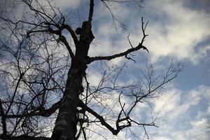 árbol seco contra el cielo. silueta negra de árbol sin hojas. foto