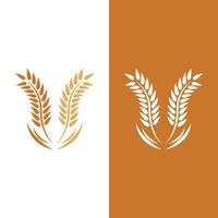 Agriculture wheat vector